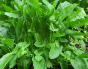 Sorrel