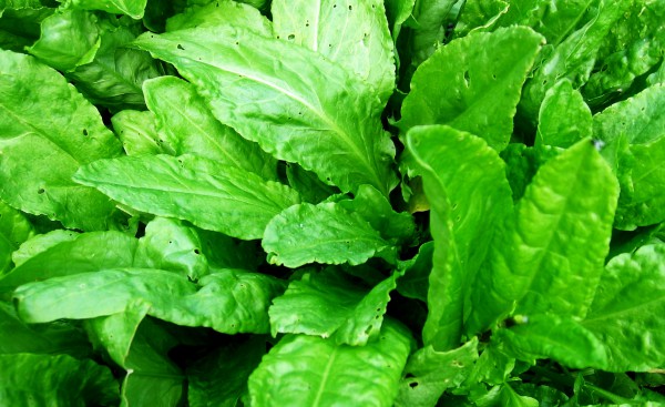 Sorrel