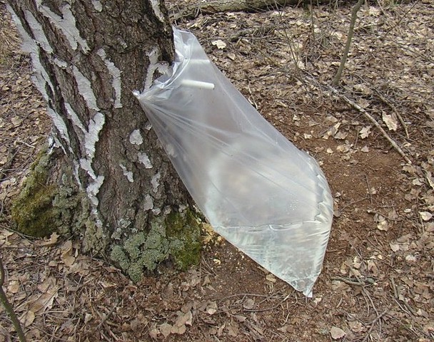 Utvinning av bjørkesaft