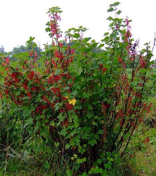 Bush - coacaze rosii