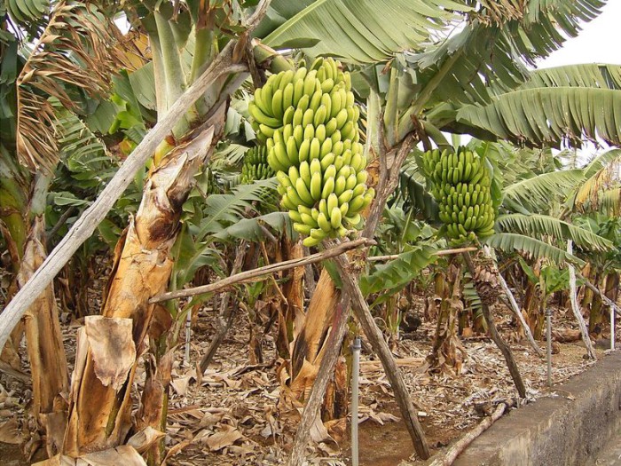 Bananer på treet