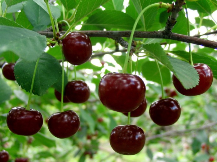 Foto: Cherry 