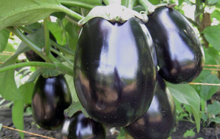 Aubergine