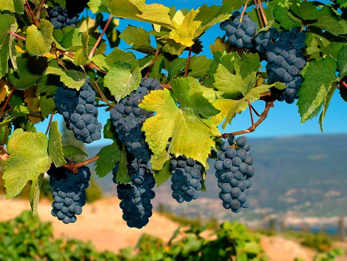 Foto: Grapevine