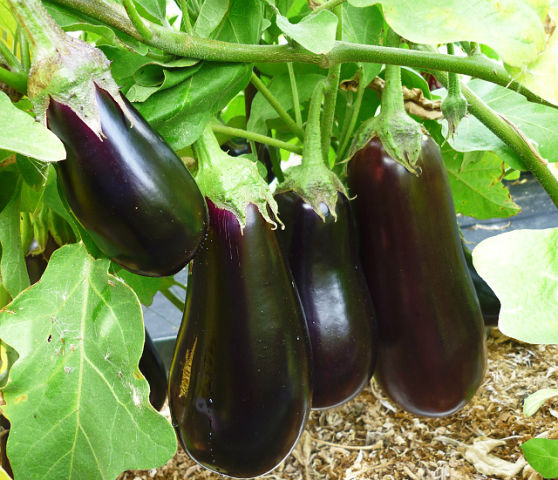 Aubergine