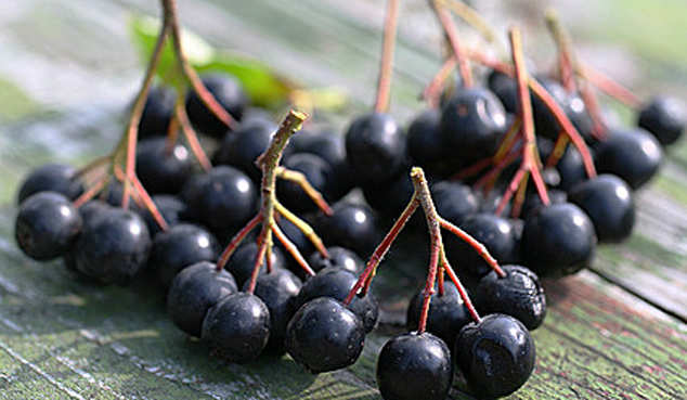 Aronia - fructe de pădure