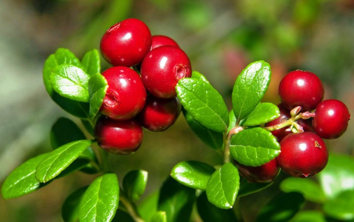 Cowberry