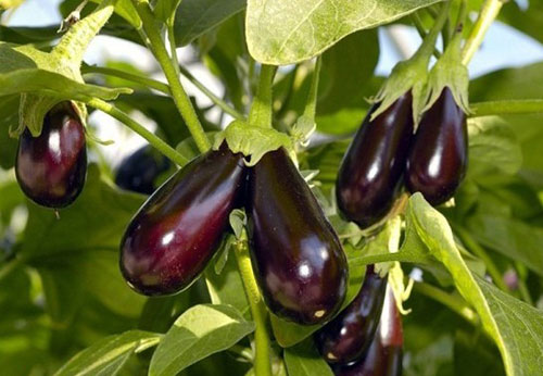 Aubergine