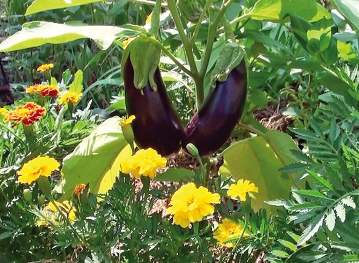 Aubergine