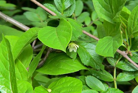 Foto. Schisandra går