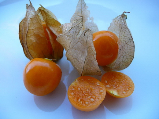 Physalis