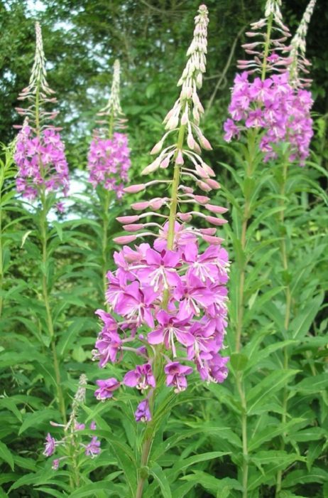 Cum se prepară ceaiul de fireweed