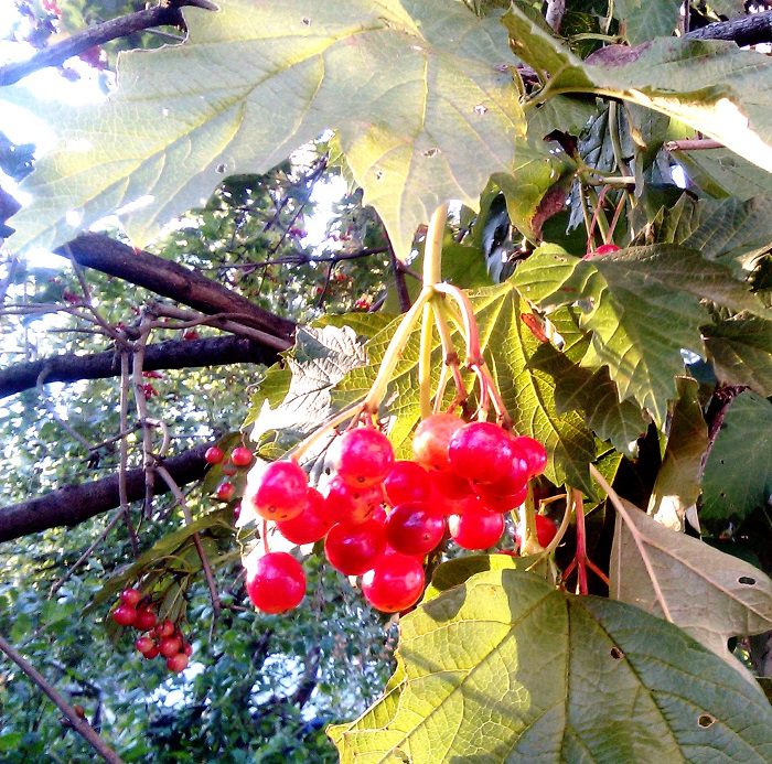 Frossen viburnum