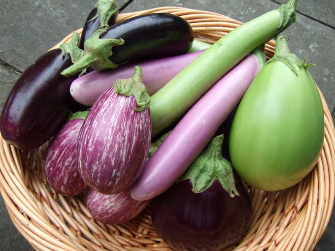 Aubergine