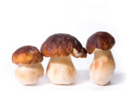 Porcini