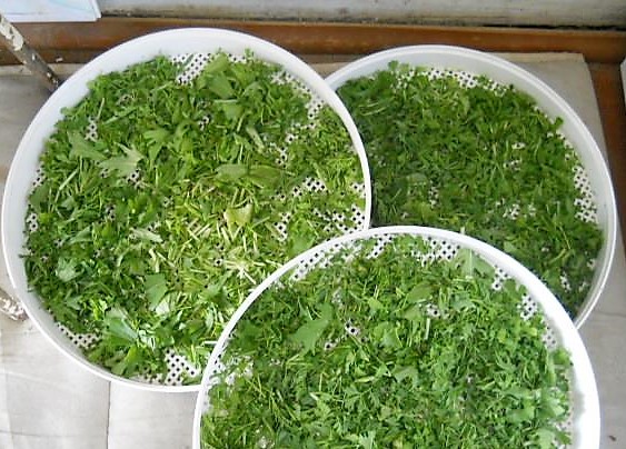 tørket ruccola