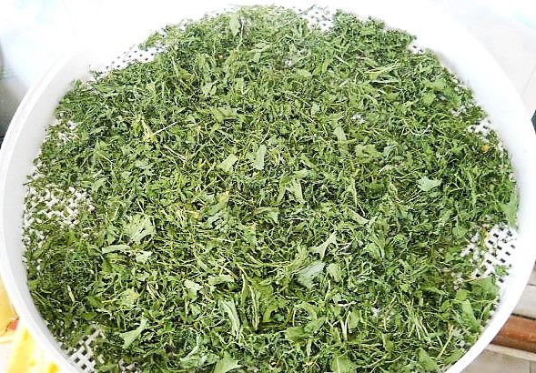 tørket ruccola