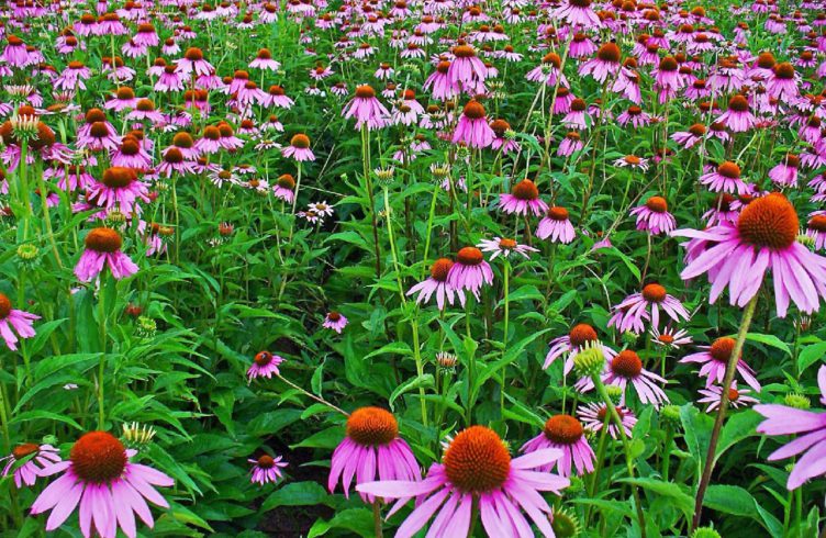 Cum se usucă echinacea