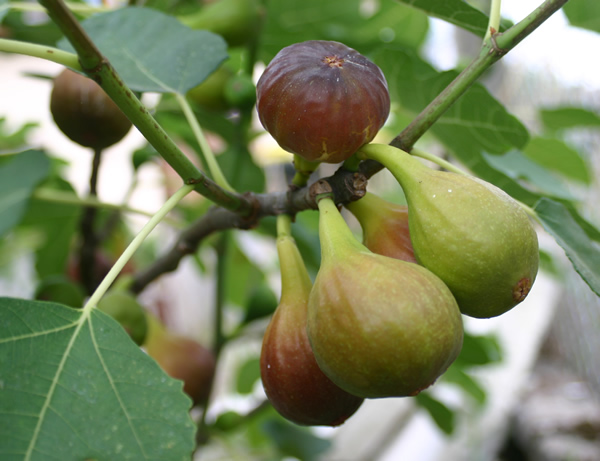 Fructe de smochine