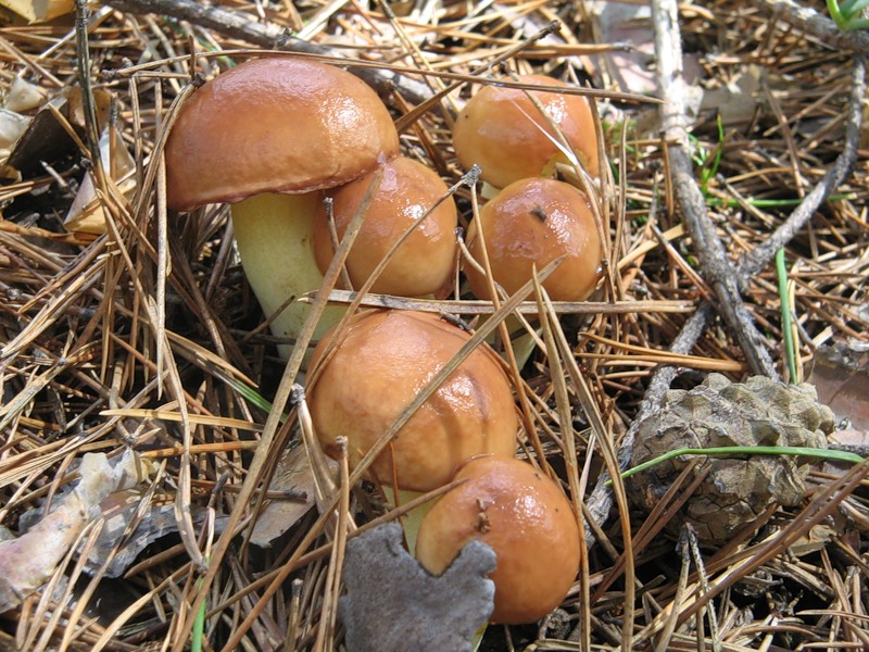 Cum se usucă boletus