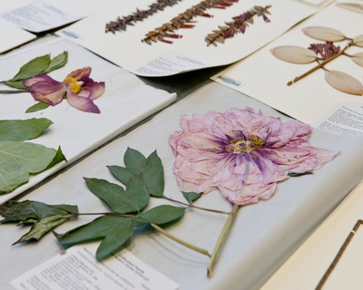 herbarium