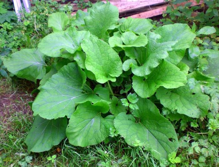 tørking av burdock