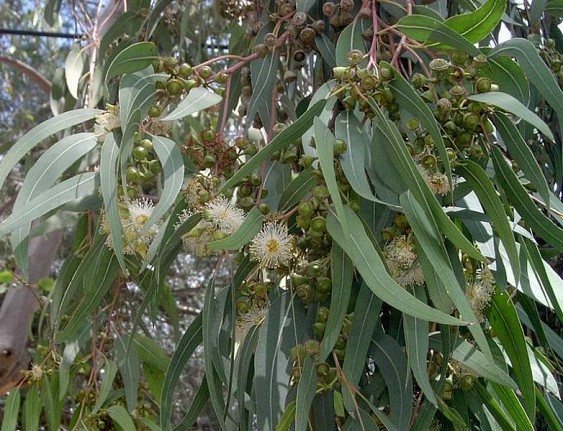 eukalyptus tørking