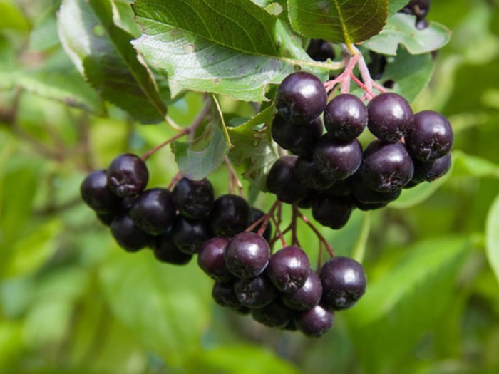 Marmeladă de aronia