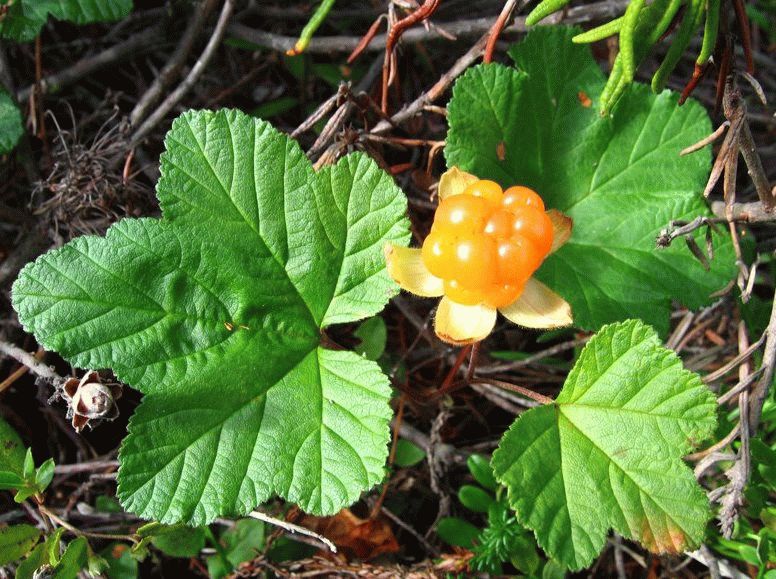 Cloudberry sirup