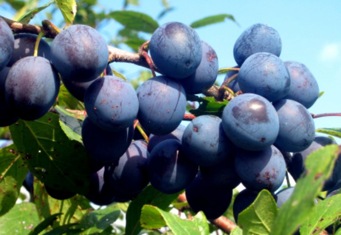 Sloe syltetøy