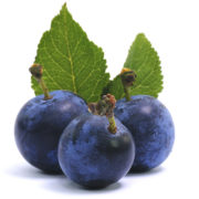 Dulceata de sloe