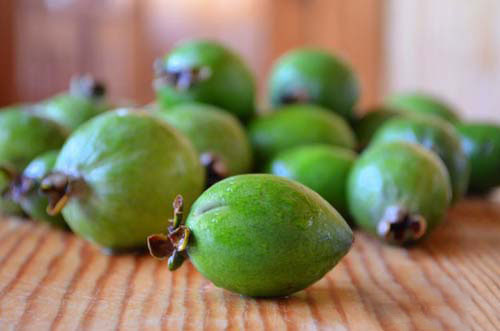 feijoa kompott