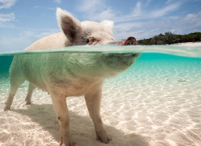 Vakre og morsomme bilder av griser for det nye året 2019